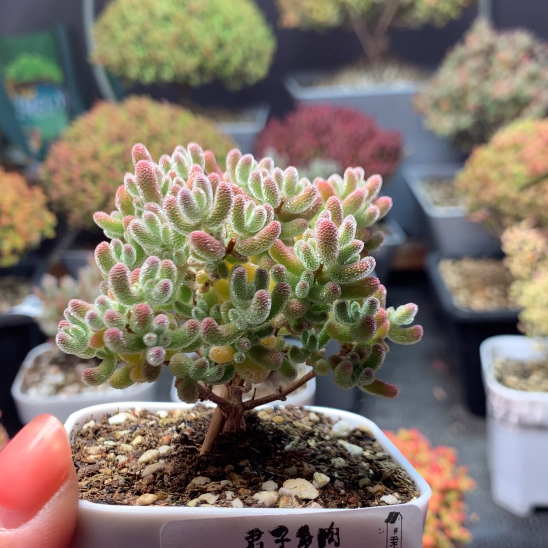 总***朕704冰晶下播福利         