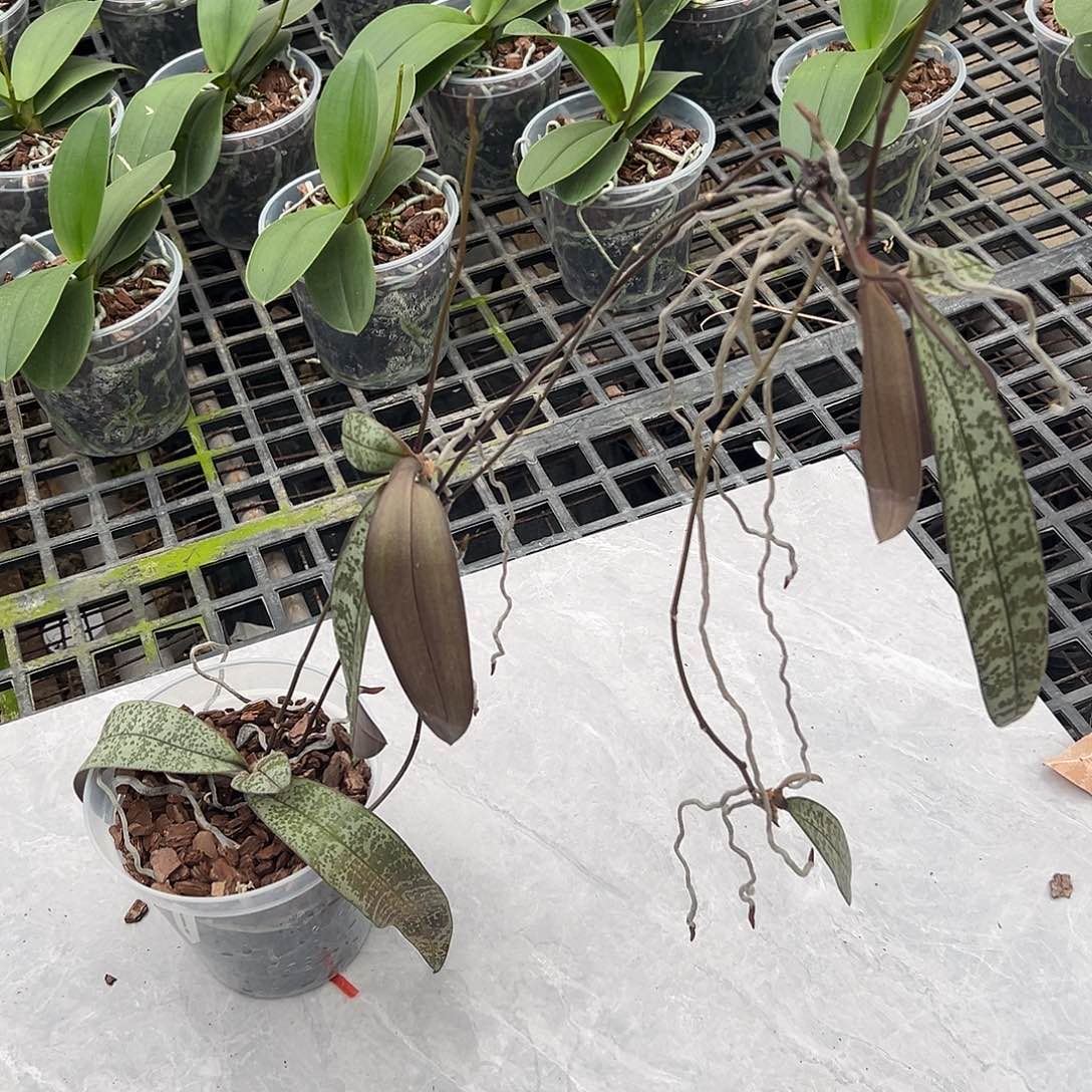 完全开放山菜5.5母株叶子消耗考虑清楚再拍