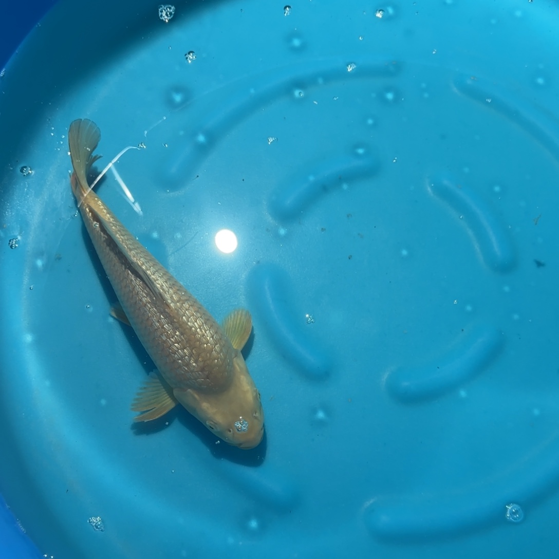 海水鱼大日银鳞黄猿