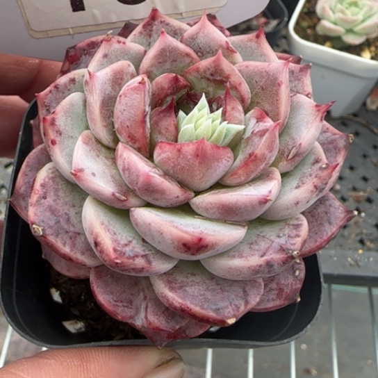 167 一物一拍多肉