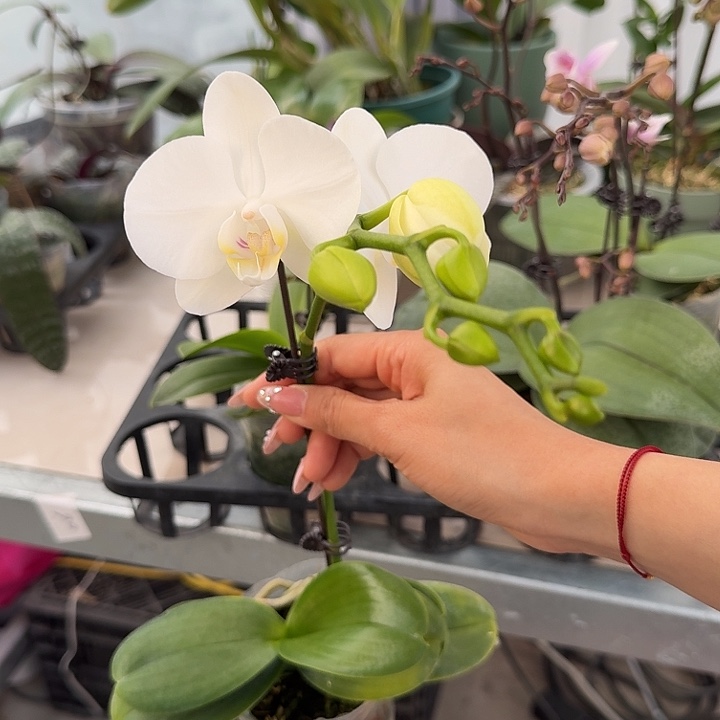 大部分开放少量花苞无售后