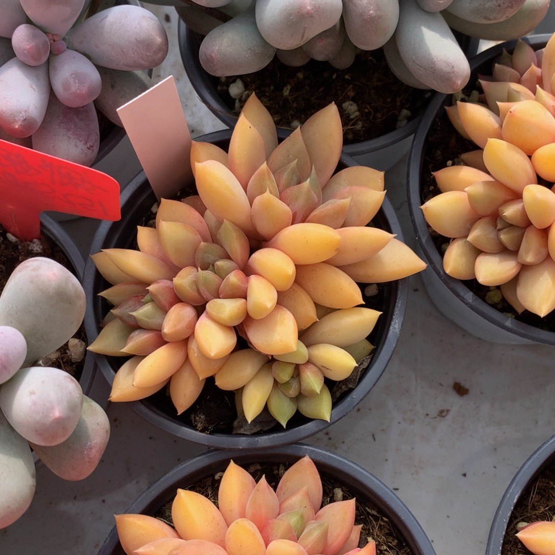 金装呀726272727272¥