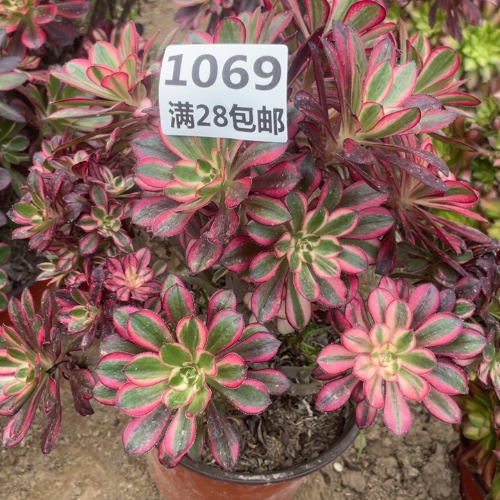 1069一号棚香奈尔母本