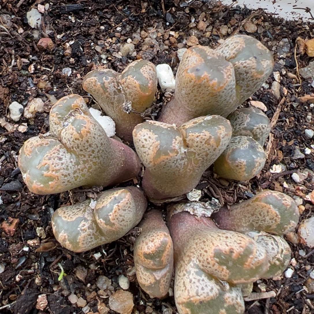 1.23好看的多肉438