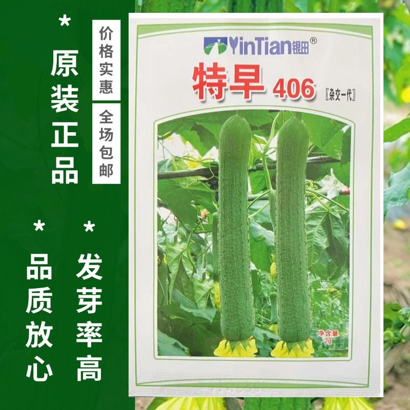 特早406丝瓜种子早熟一代杂交种丝瓜种子肉厚瓜条顺直均匀蔬菜种