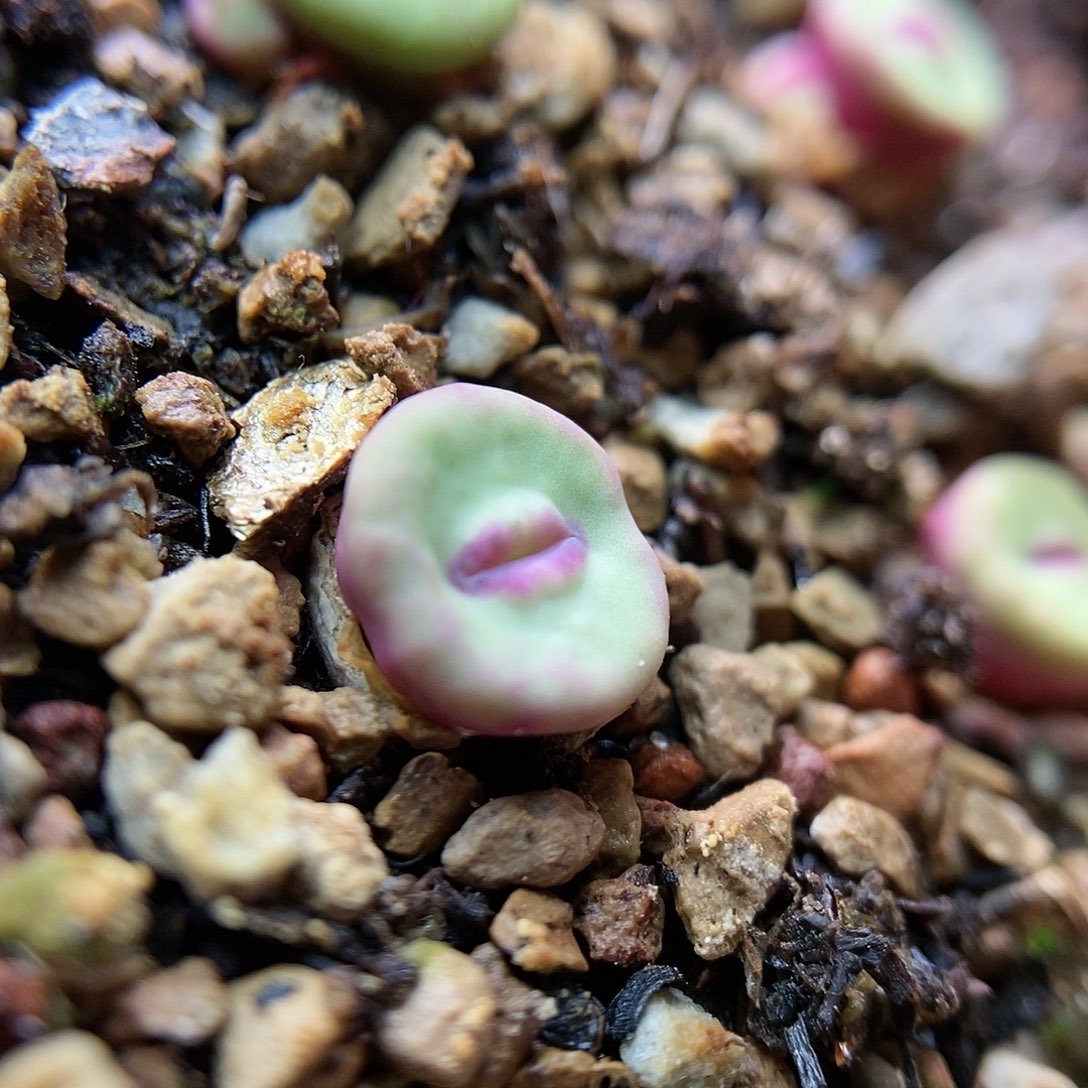 723嘴特色个体一颗包邮