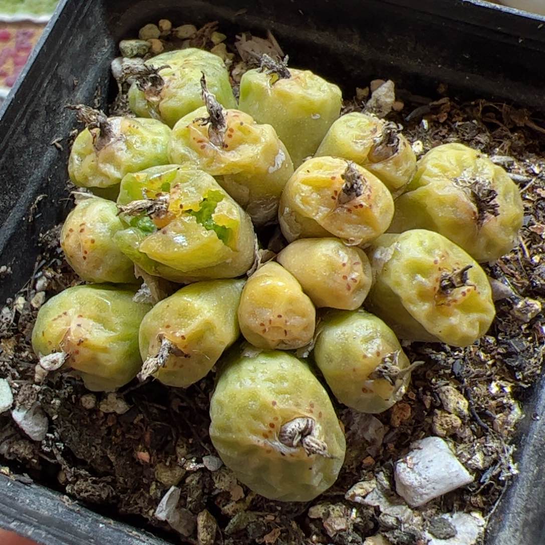 【闪购商品】366 烧麦