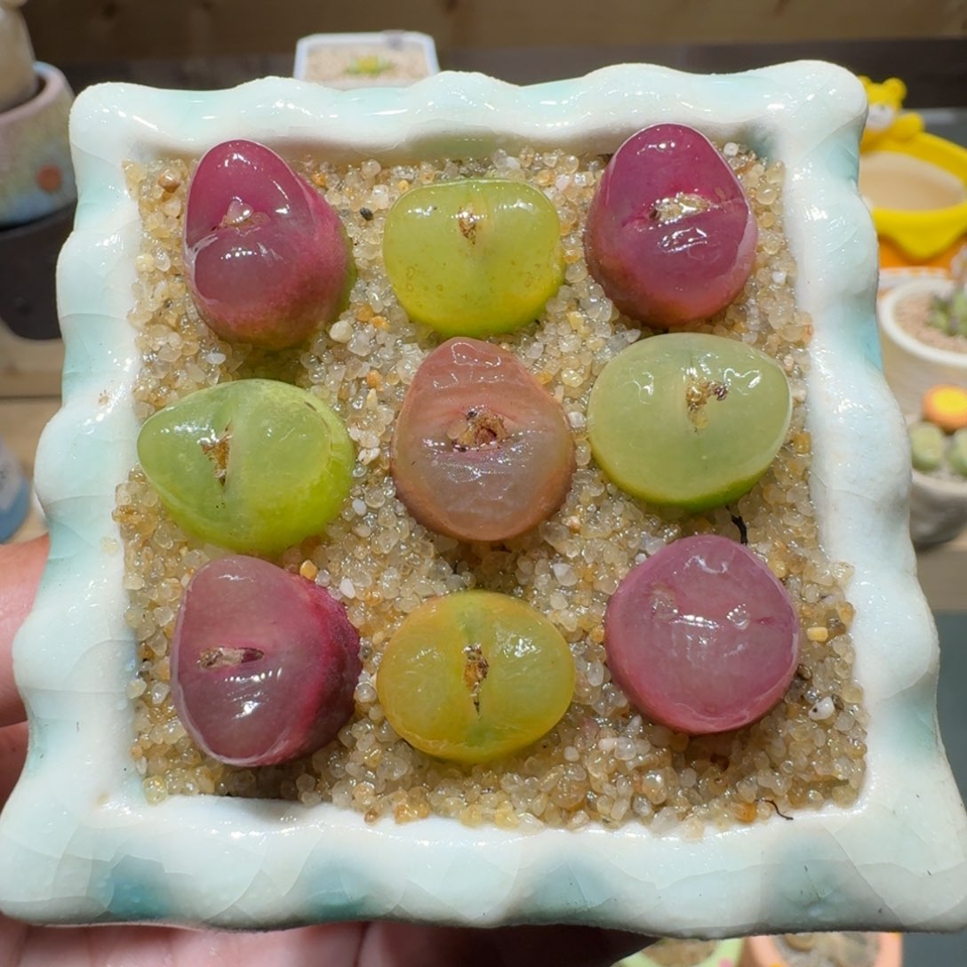 红陶蘑菇557毛汉尼