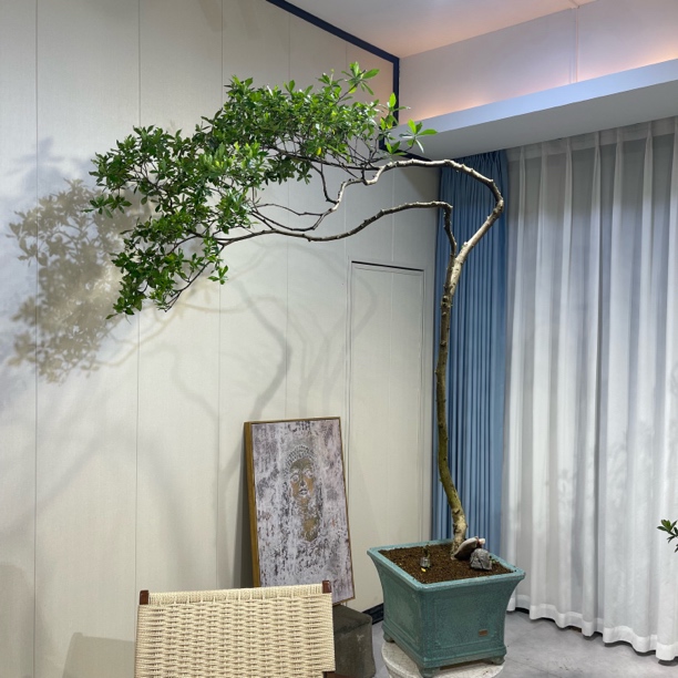 海岛栀子花游龙七飘