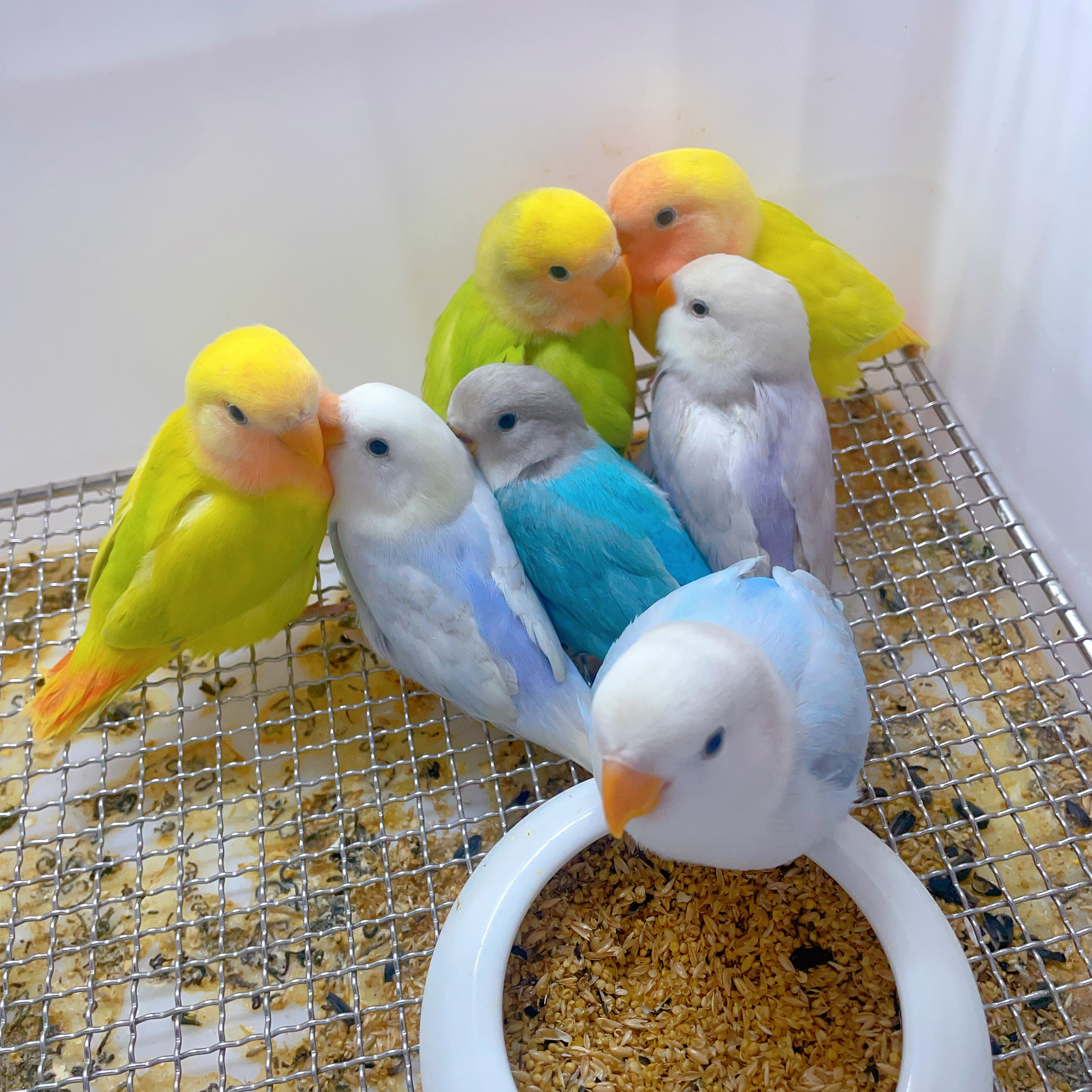 活体手养牡丹鹦鹉可爱亲人宠物