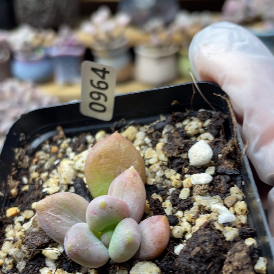 乌里韦亚多肉植物