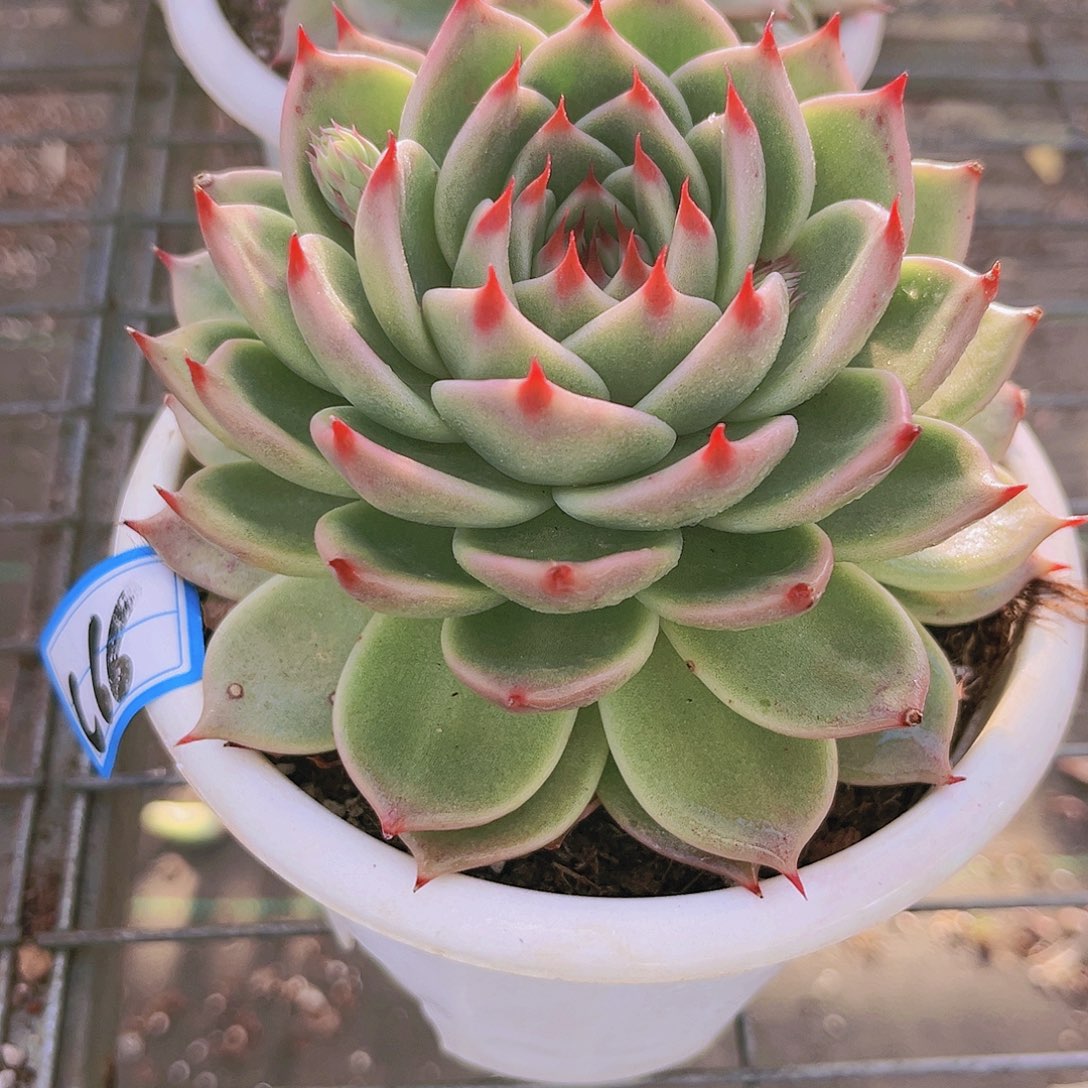 托斯卡12.5公分9999999999999