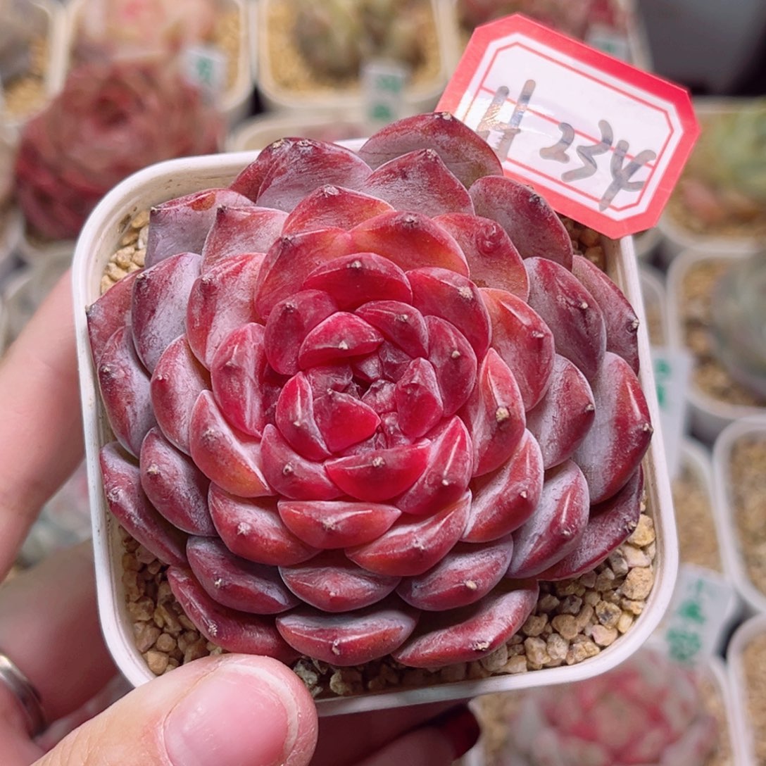 H235一物一拍 孤品