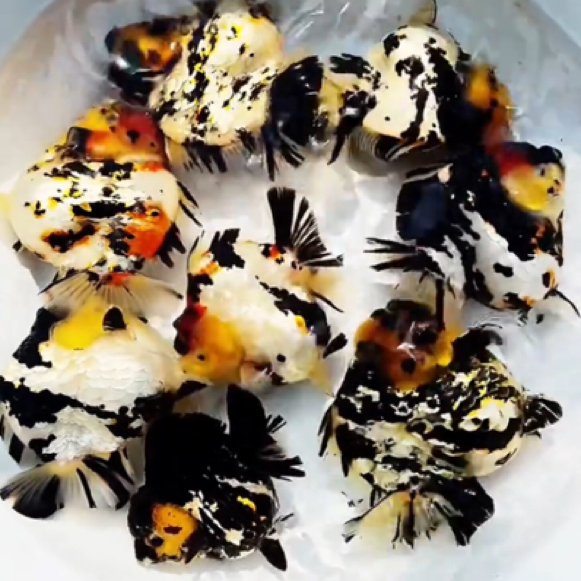 活体金鱼-NK凯皇后代-NK白虎F1