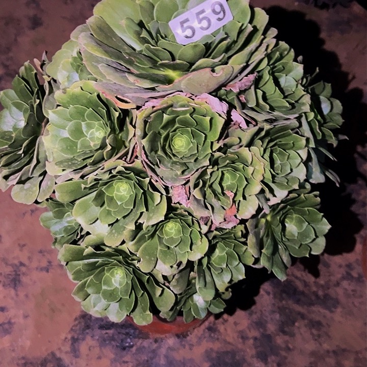 559绿羊绒多肉植物处理不售后