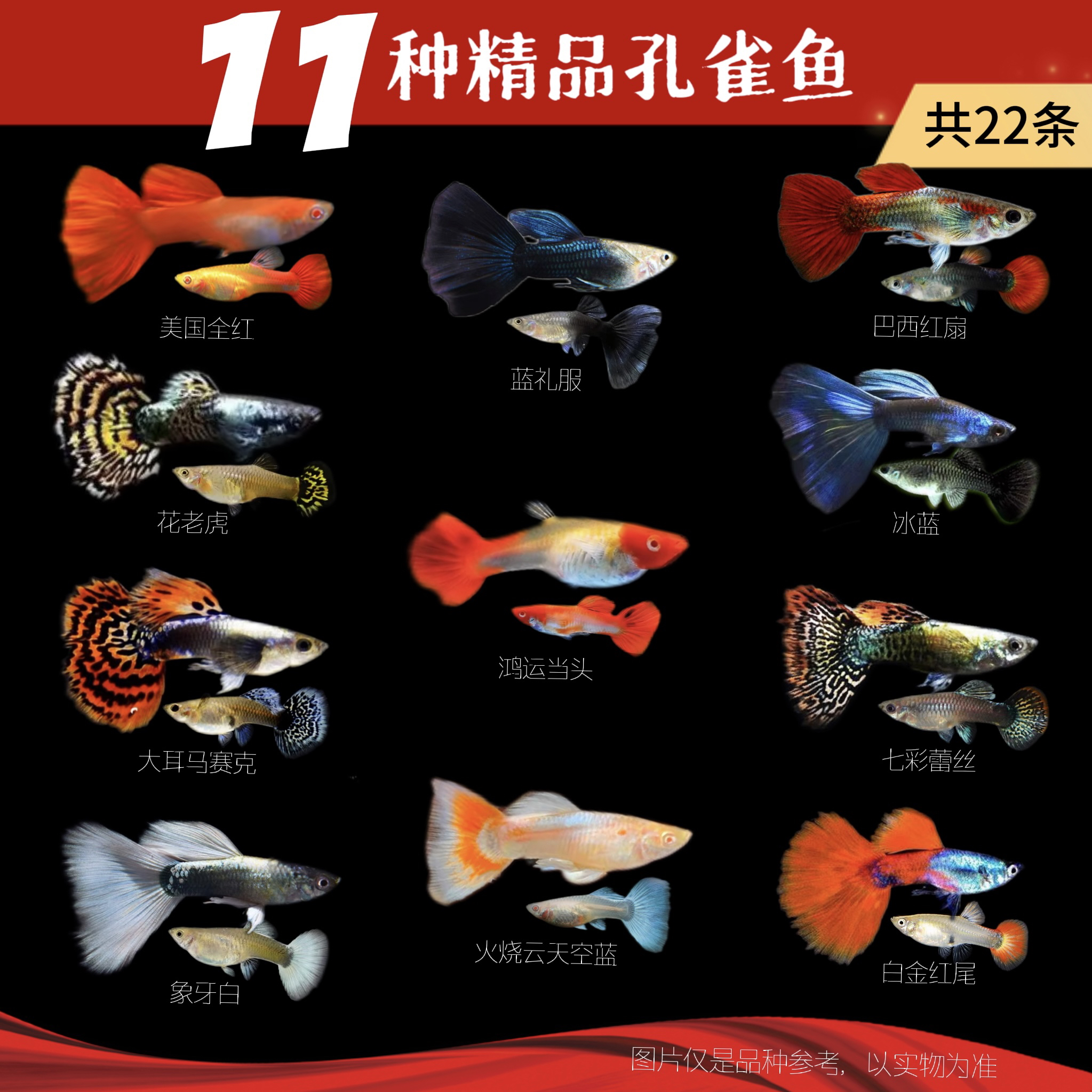 【十一种精品孔雀鱼组合】公母搭配 可直接生小鱼小型热带鱼2-3cm