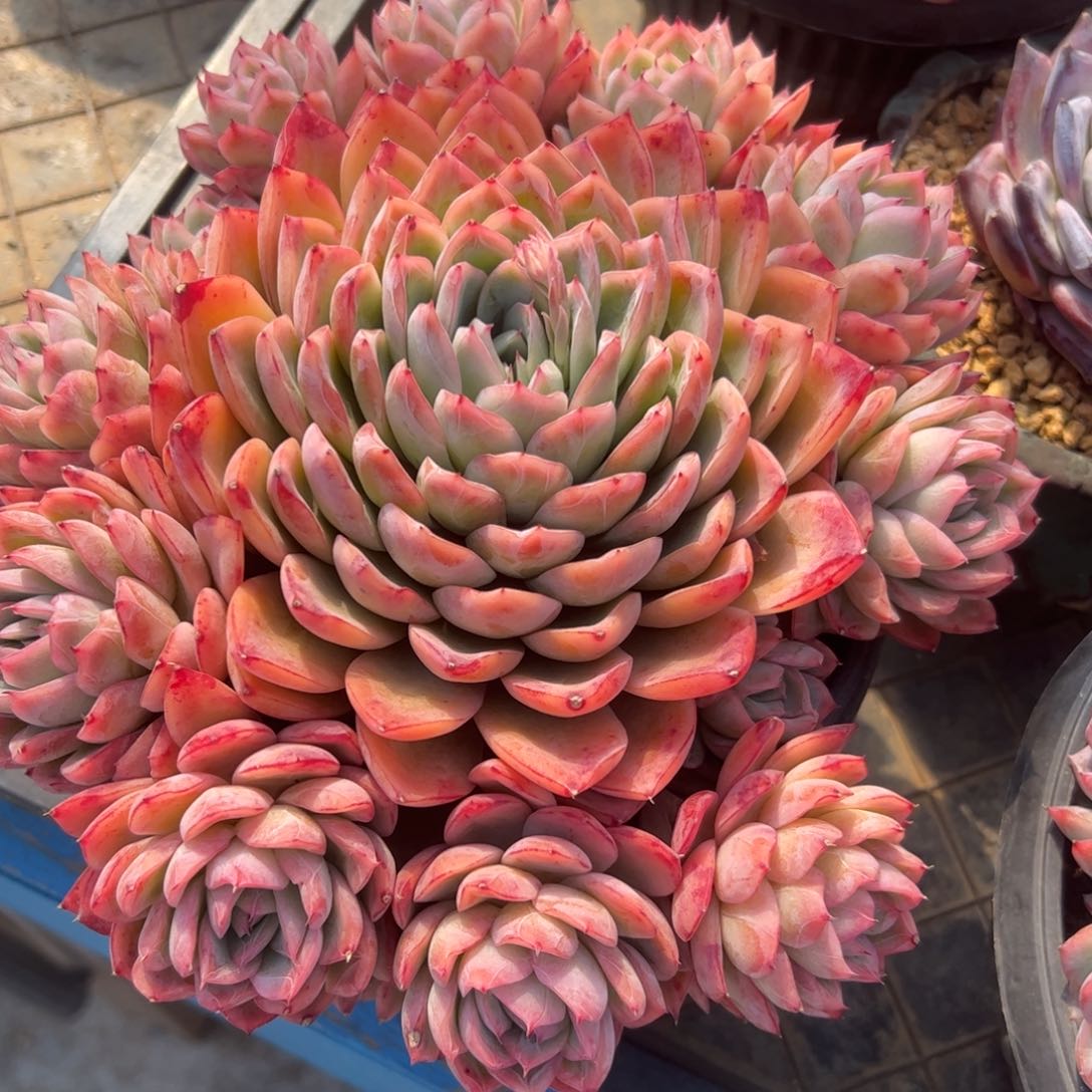 一****?原始蓝色惊喜，一物一拍