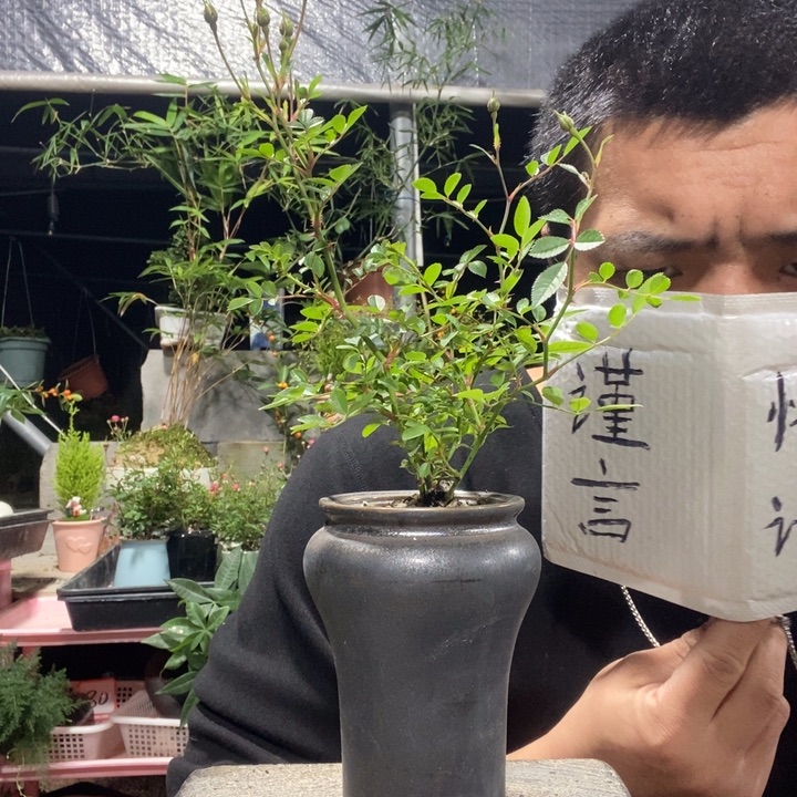 阿***️以实际为准盆景绿植盆栽101