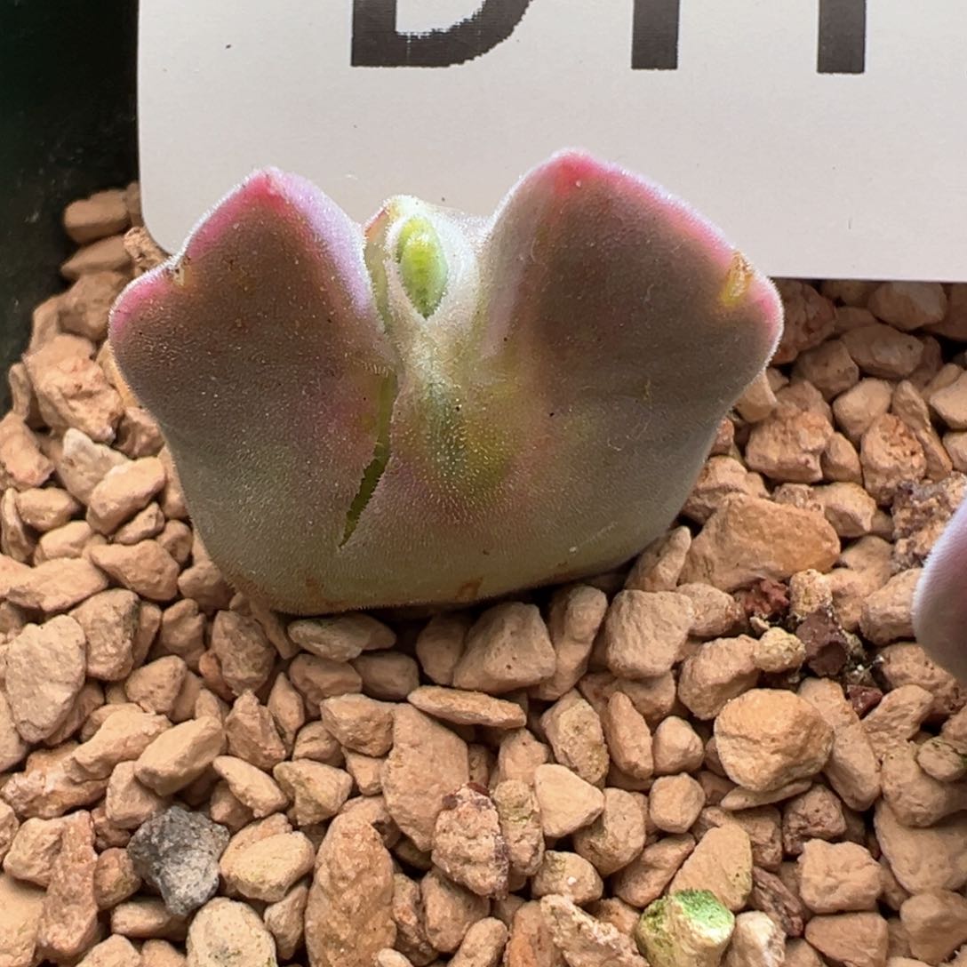 119。青蛙优选大眼空蝉