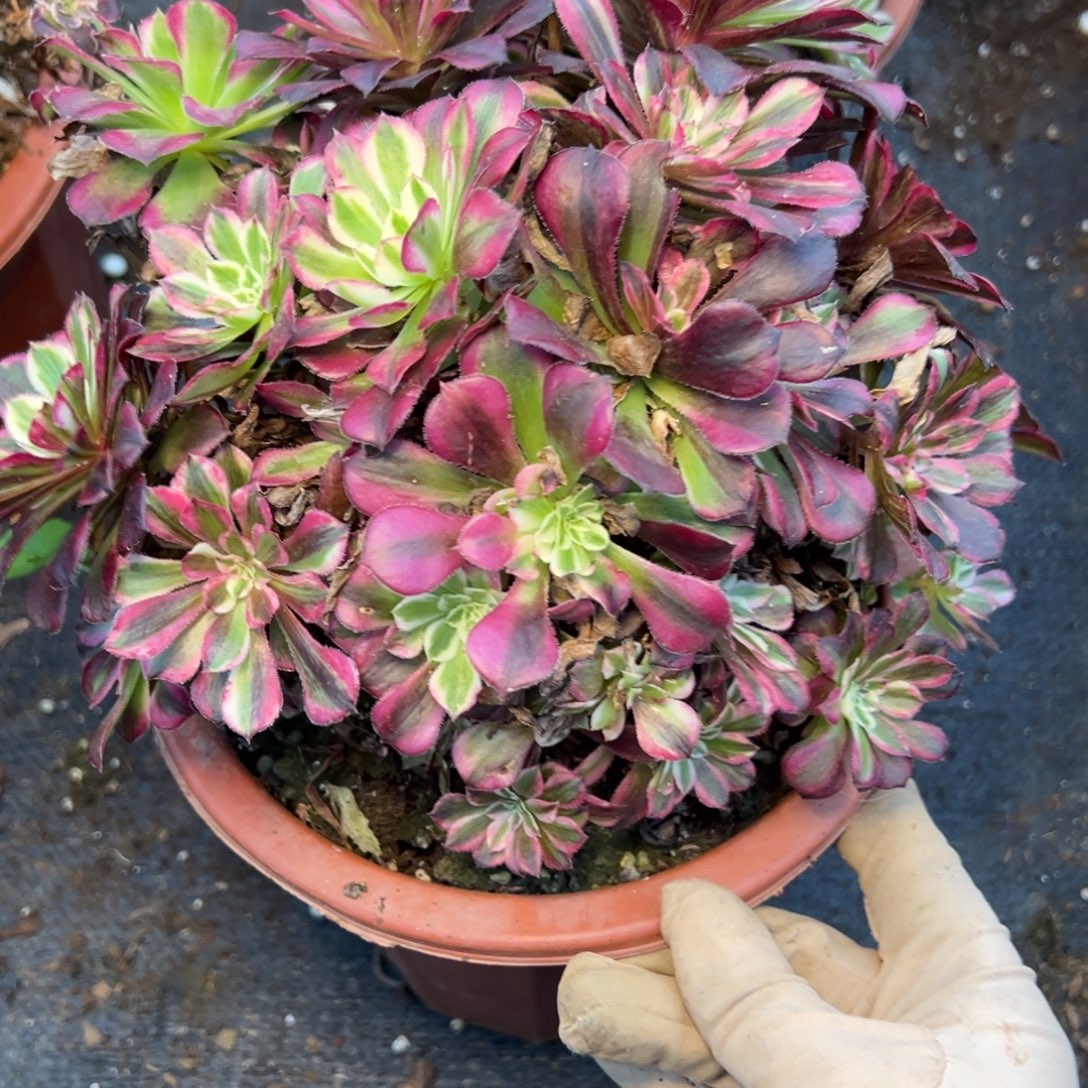 265同花顺多肉母本多肉