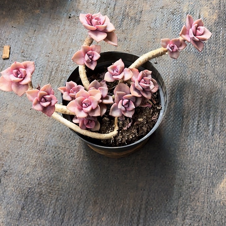 多肉植物，彩虹糖