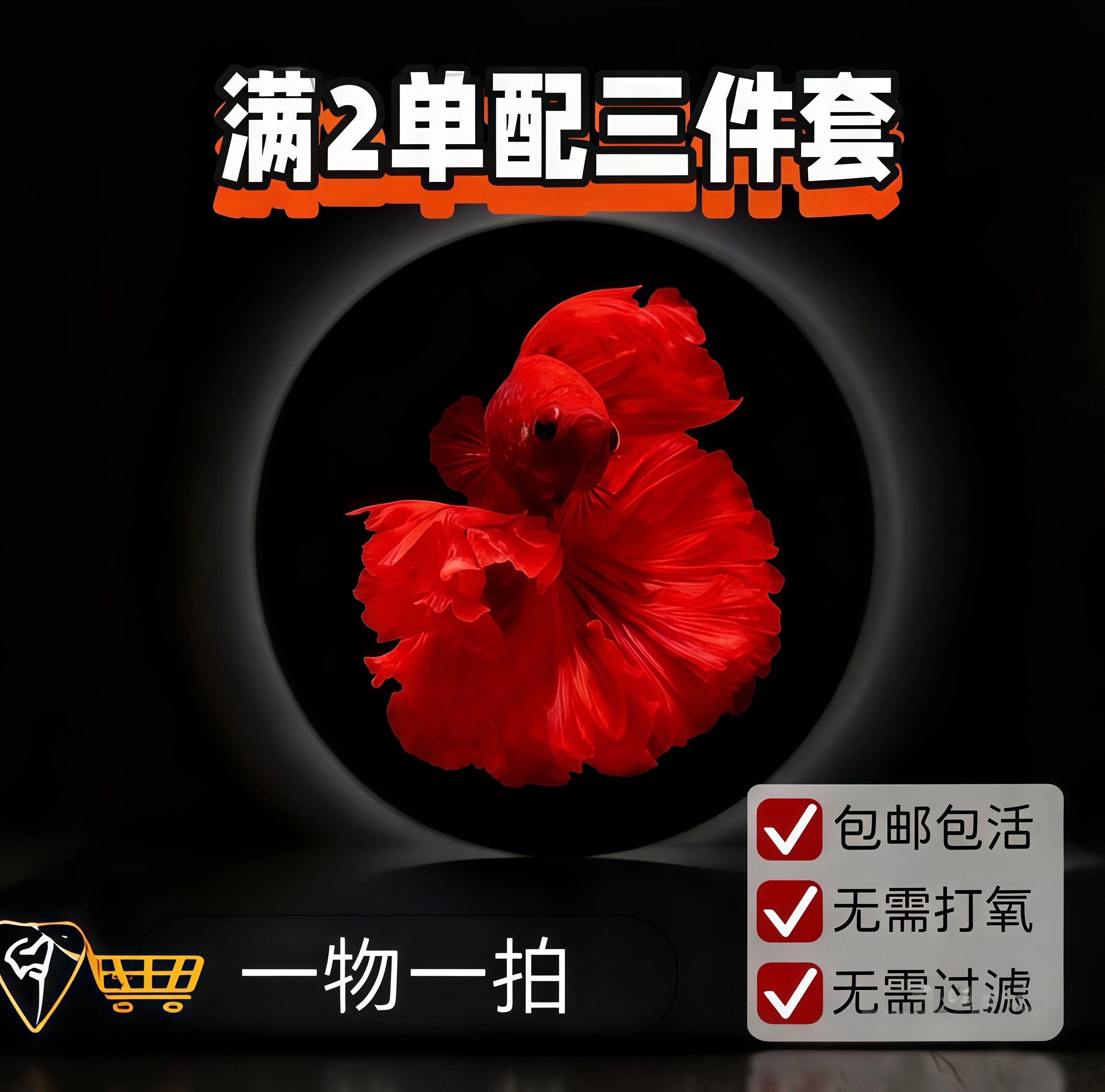 A14精品泰国小型热带淡水观赏斗鱼 好养耐活包邮包活不包损