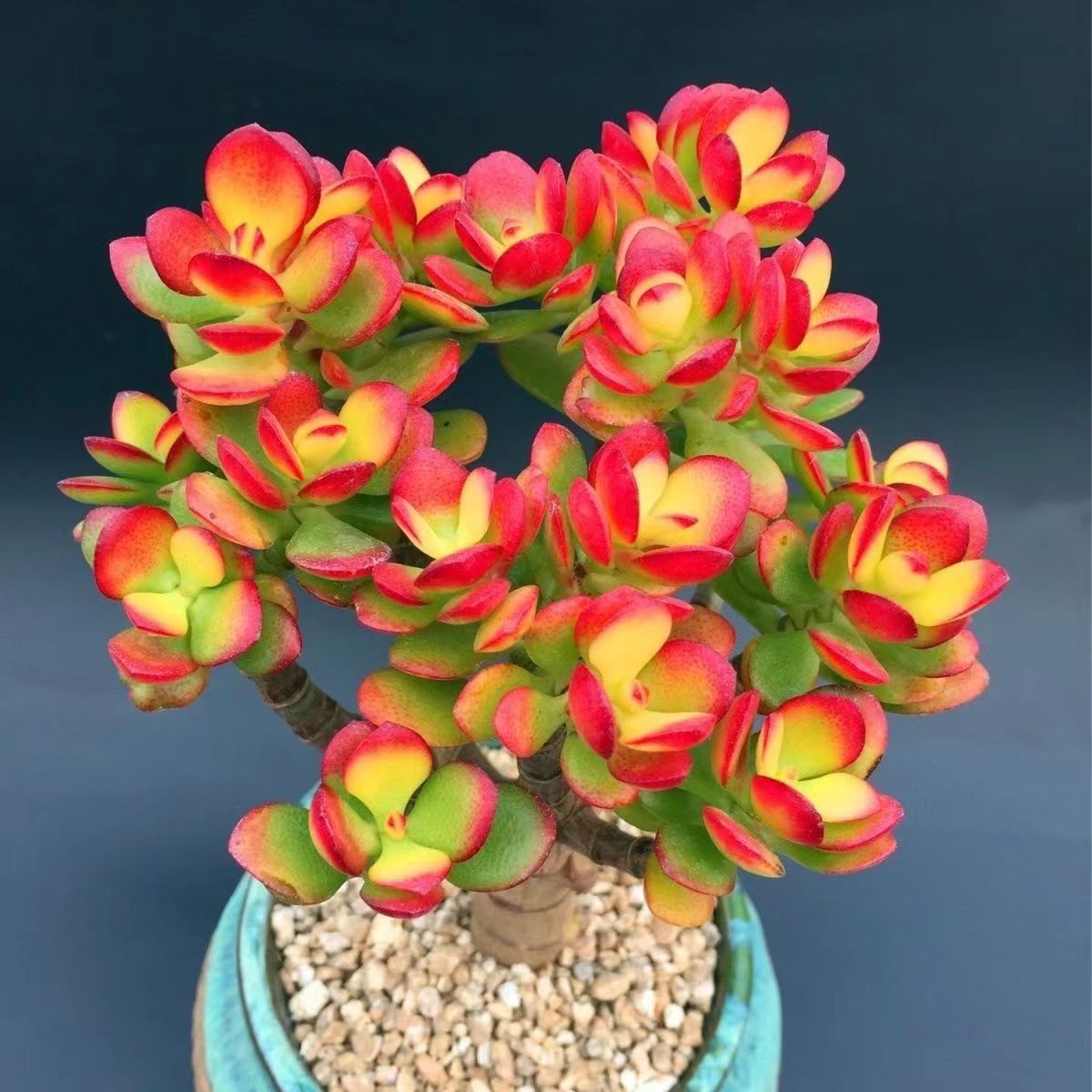 老桩摇钱树  多肉植物  带定制花盆发货  新人好养