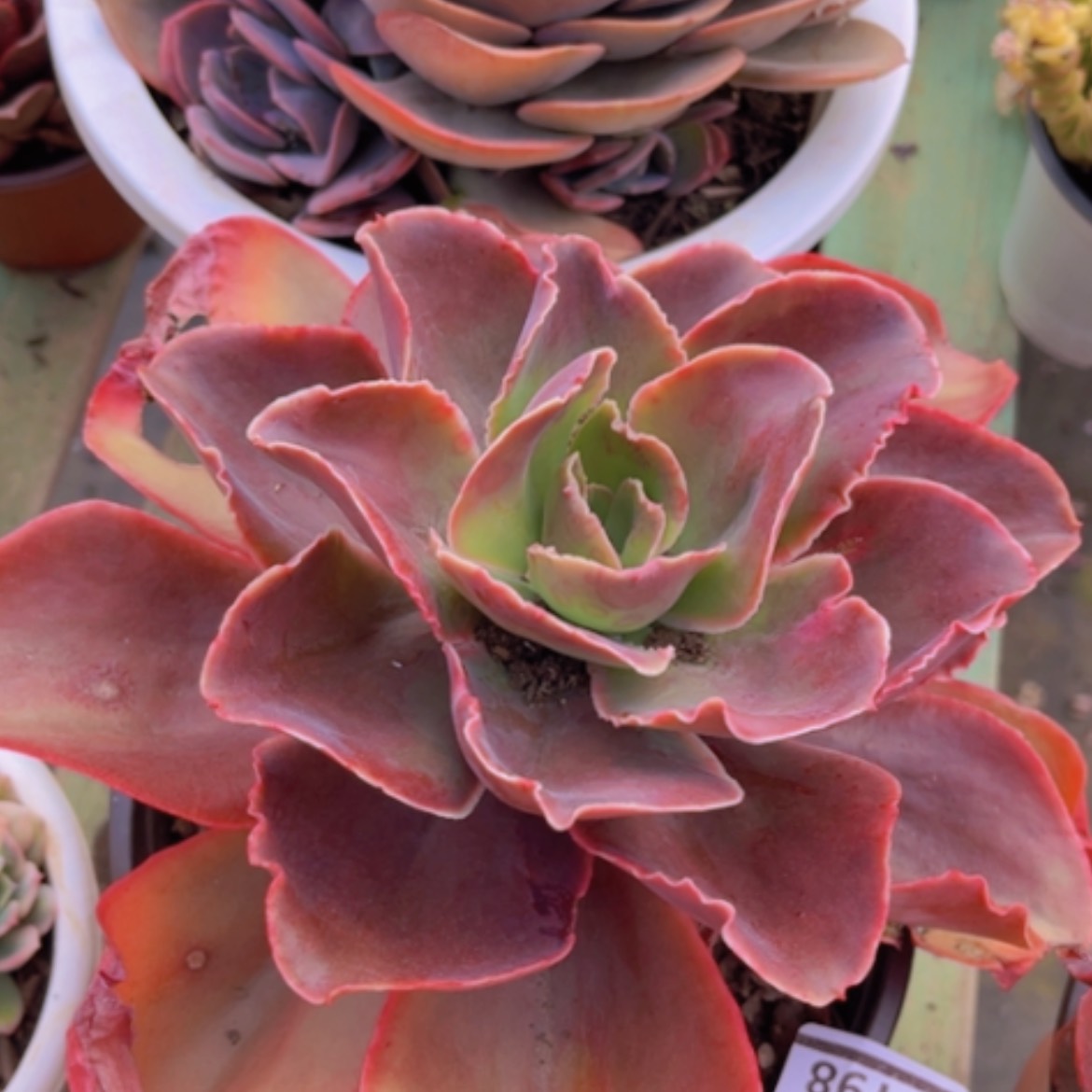 【闪购商品】红酒杯14198