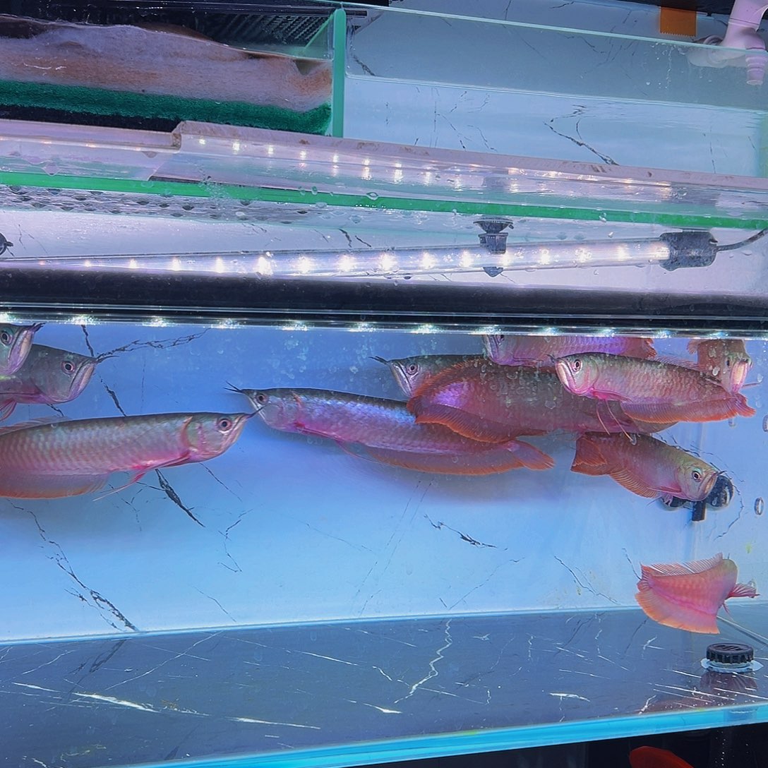 海水鱼观赏鱼热带鱼银龙鱼