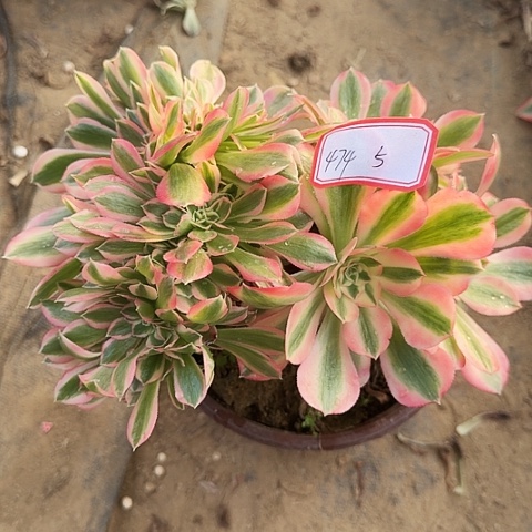 多肉植物女巫缀474