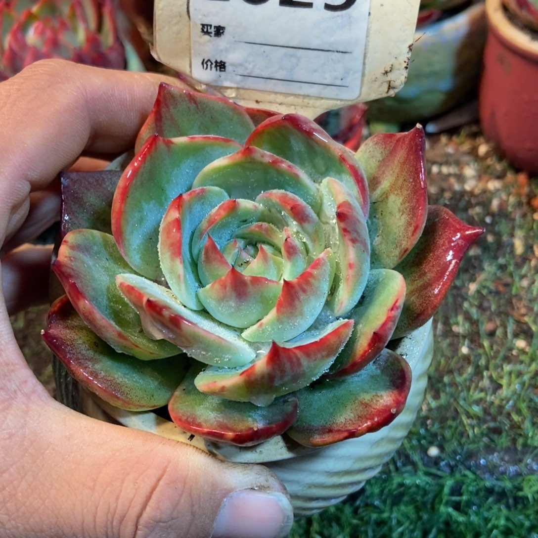 惊鸿一瞥629号多肉植物