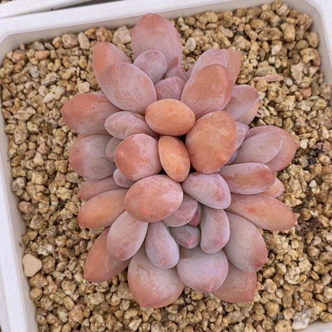 可问主播品种，下滑链接更多品种多肉选择