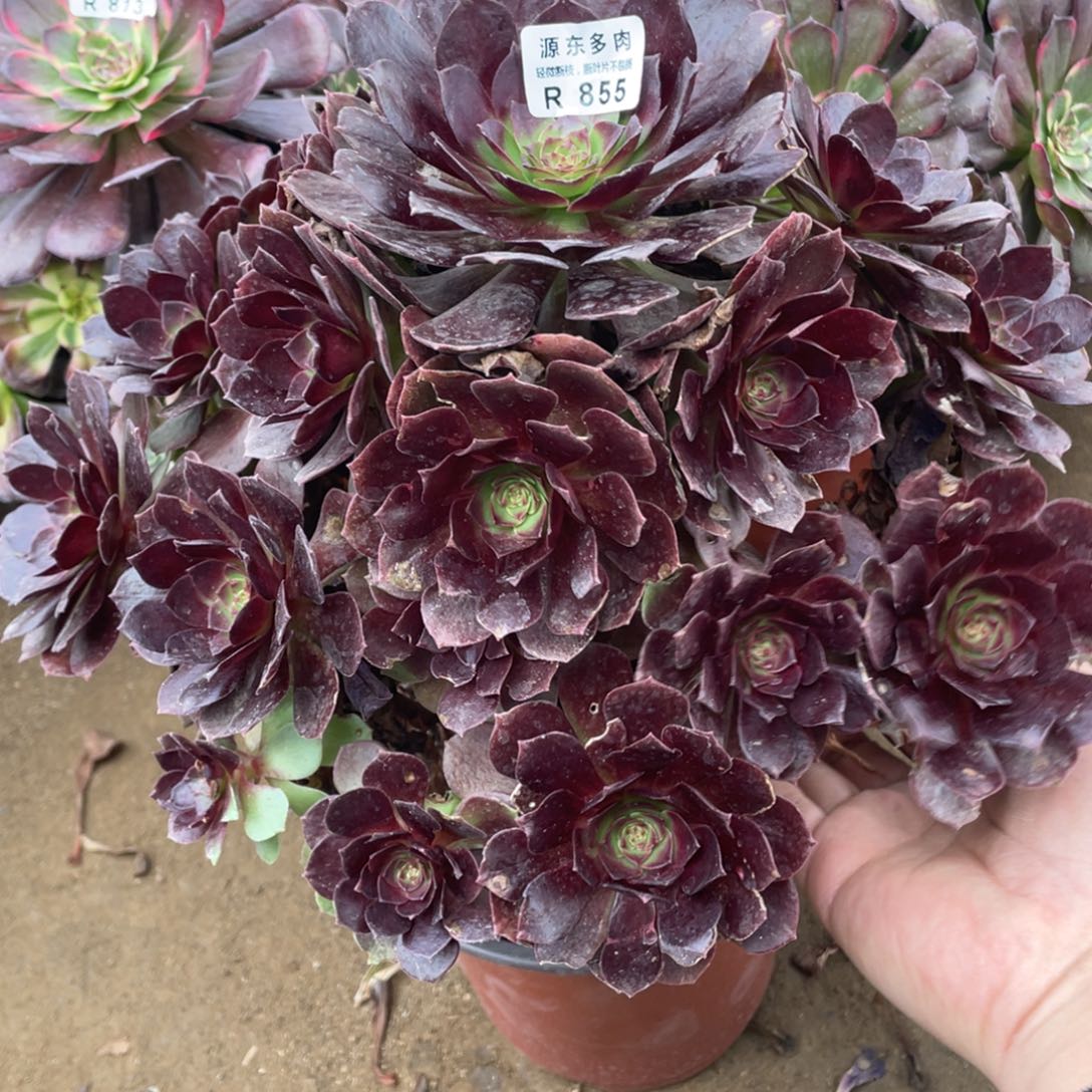 855黑美人多肉法师断枝不包