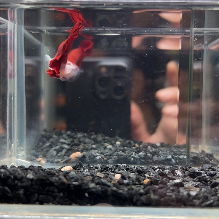 斗鱼跑单拉黑13日28