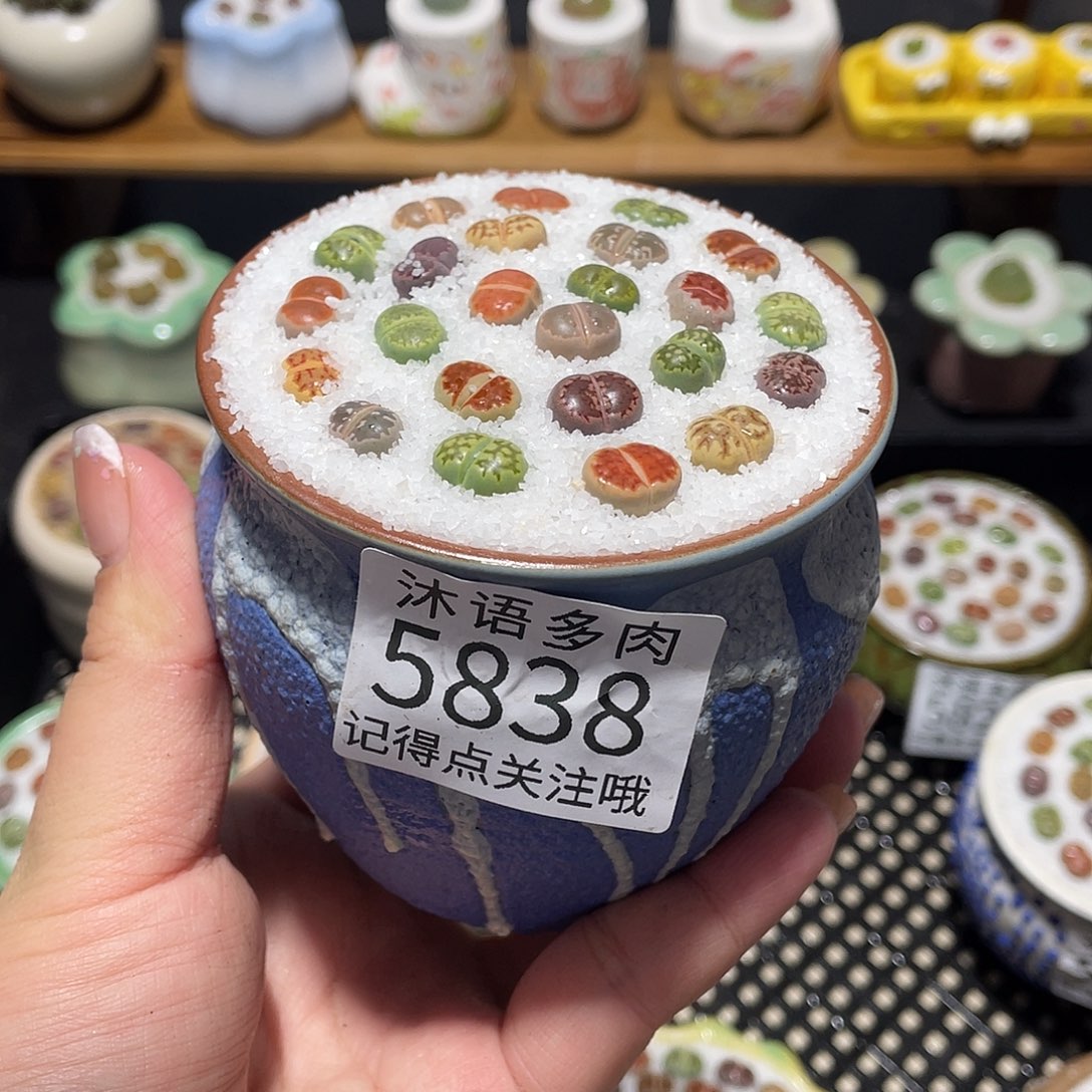 带盆土植物 一物一拍5838