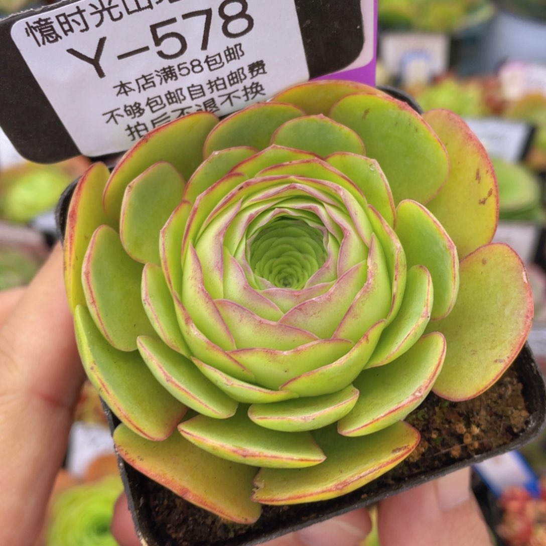 千寻多肉福利578一物一拍