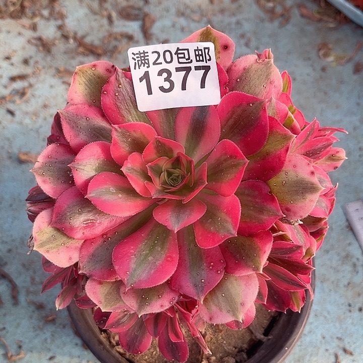 一颗粉女巫法师1377