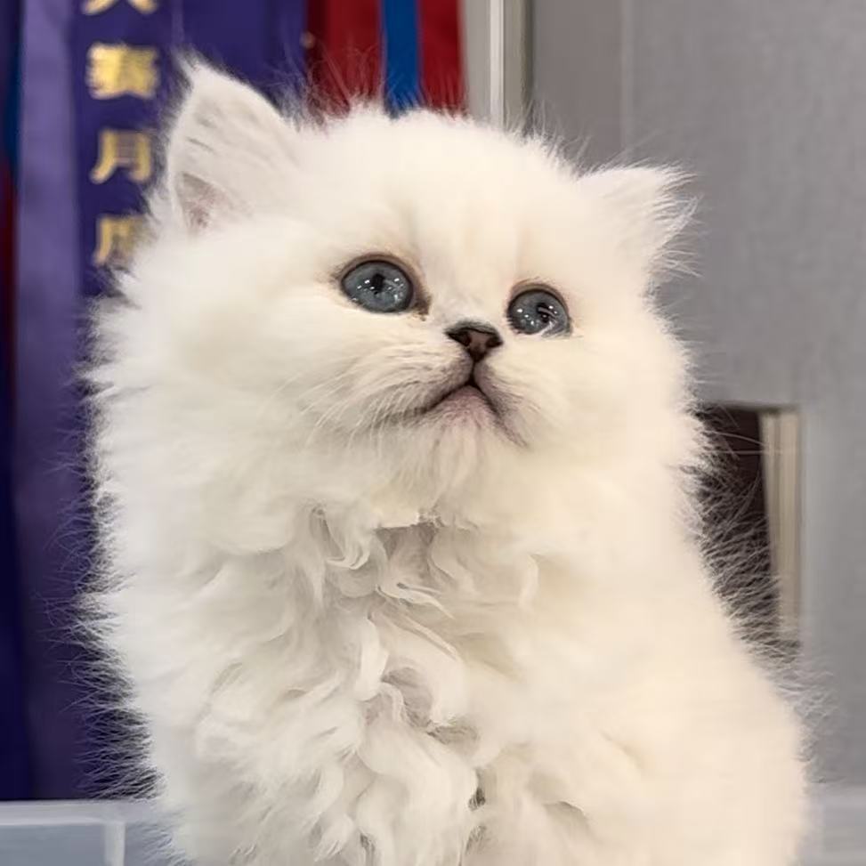 来了姊妹-银点英长猫 妹妹 25