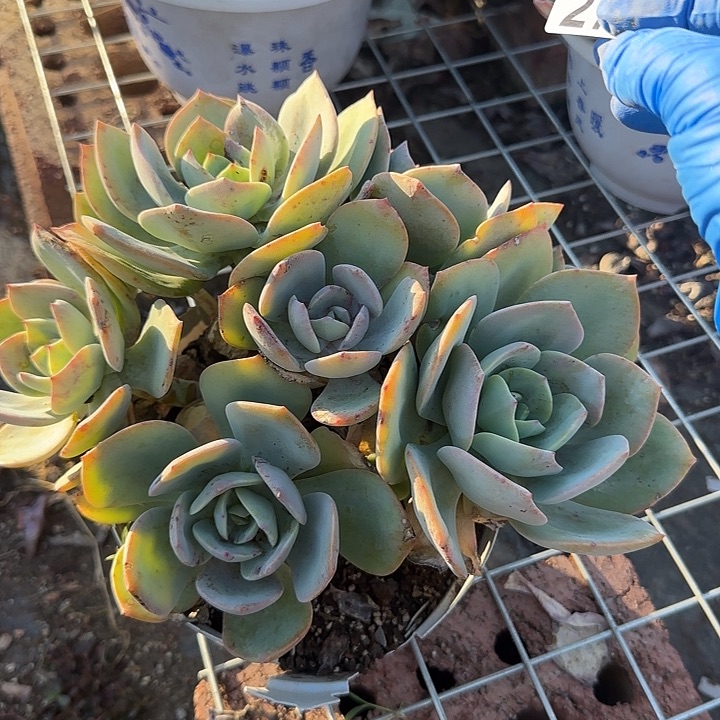 风**人272白凤脱土发货不退不换