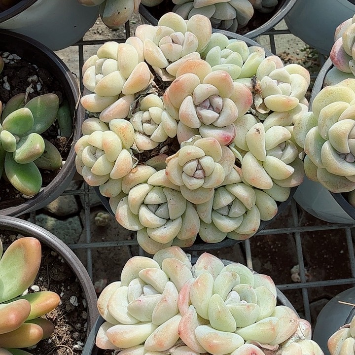 多头冰玉多肉植物