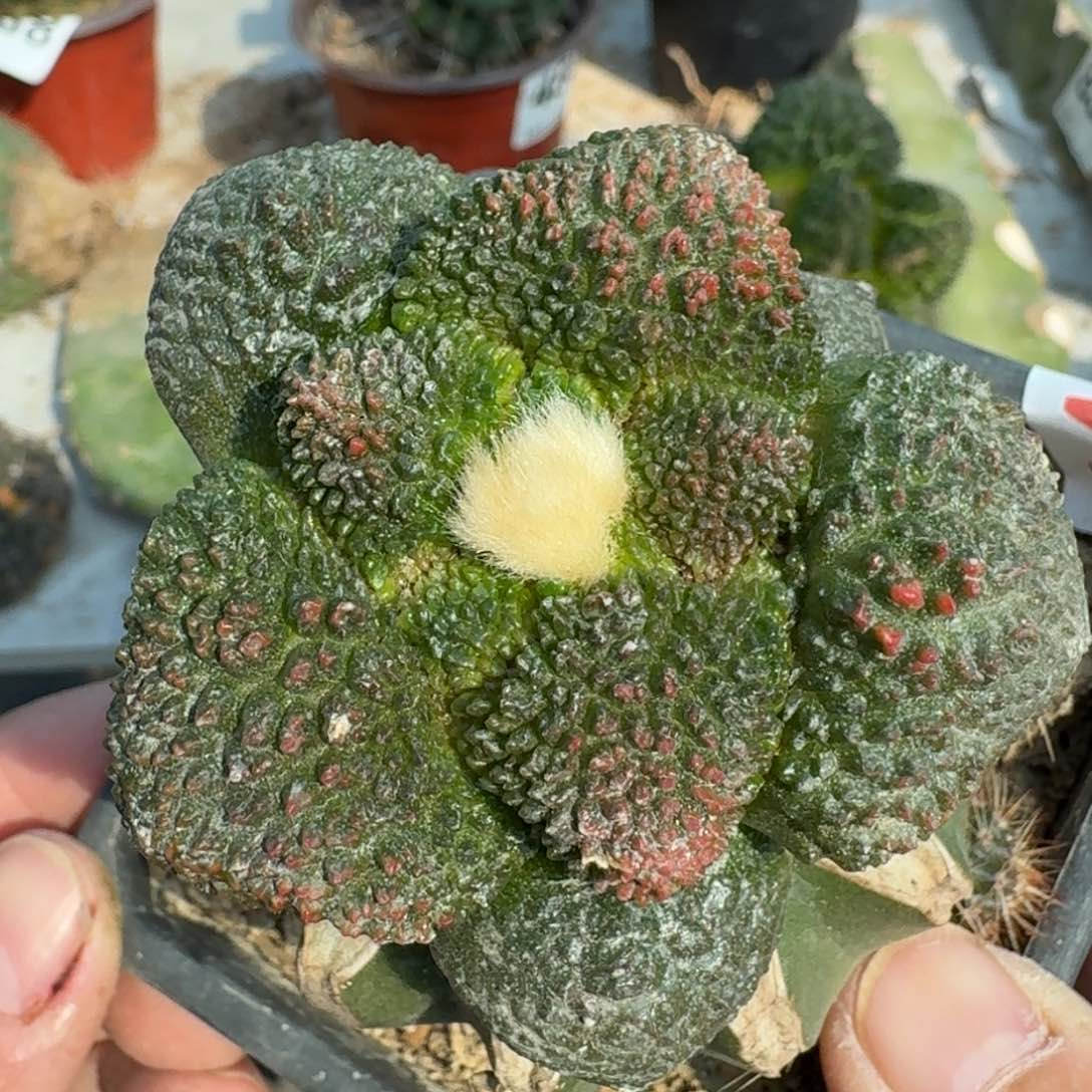 【闪购商品】细腻大尤哥斯拉红锦426