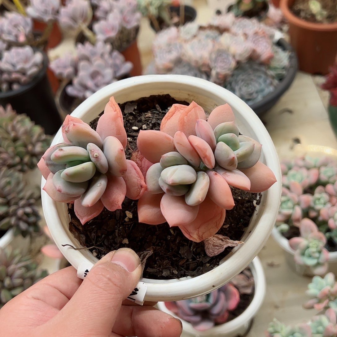 貂蝉小盆三头控养