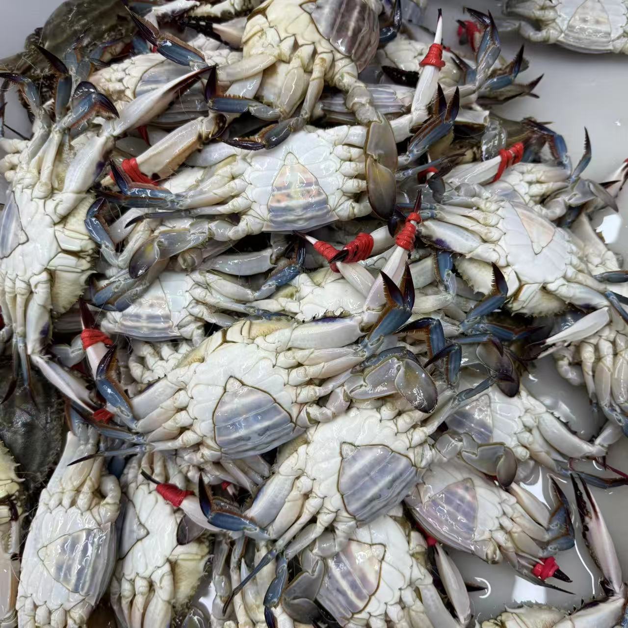  【保鲜不保活】三角蟹（梭子蟹）2斤起每只2-4两左右沈阳