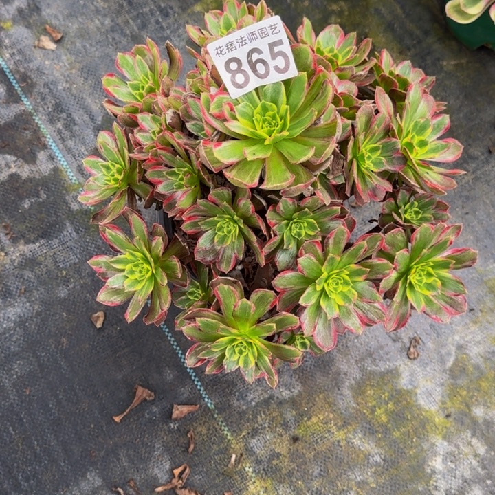 0000000000865安娜福利价