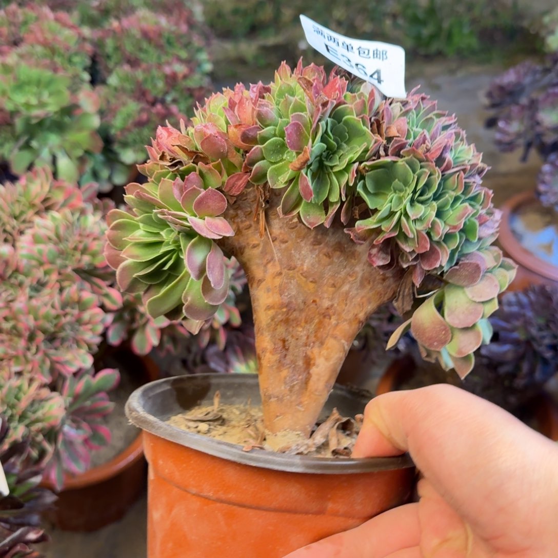 365玫瑰缀法法师多肉