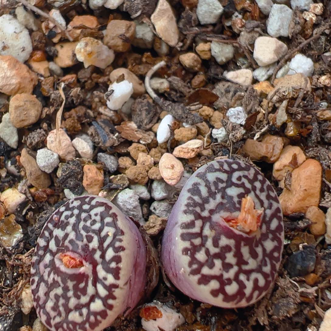 31多肉植物百科知识