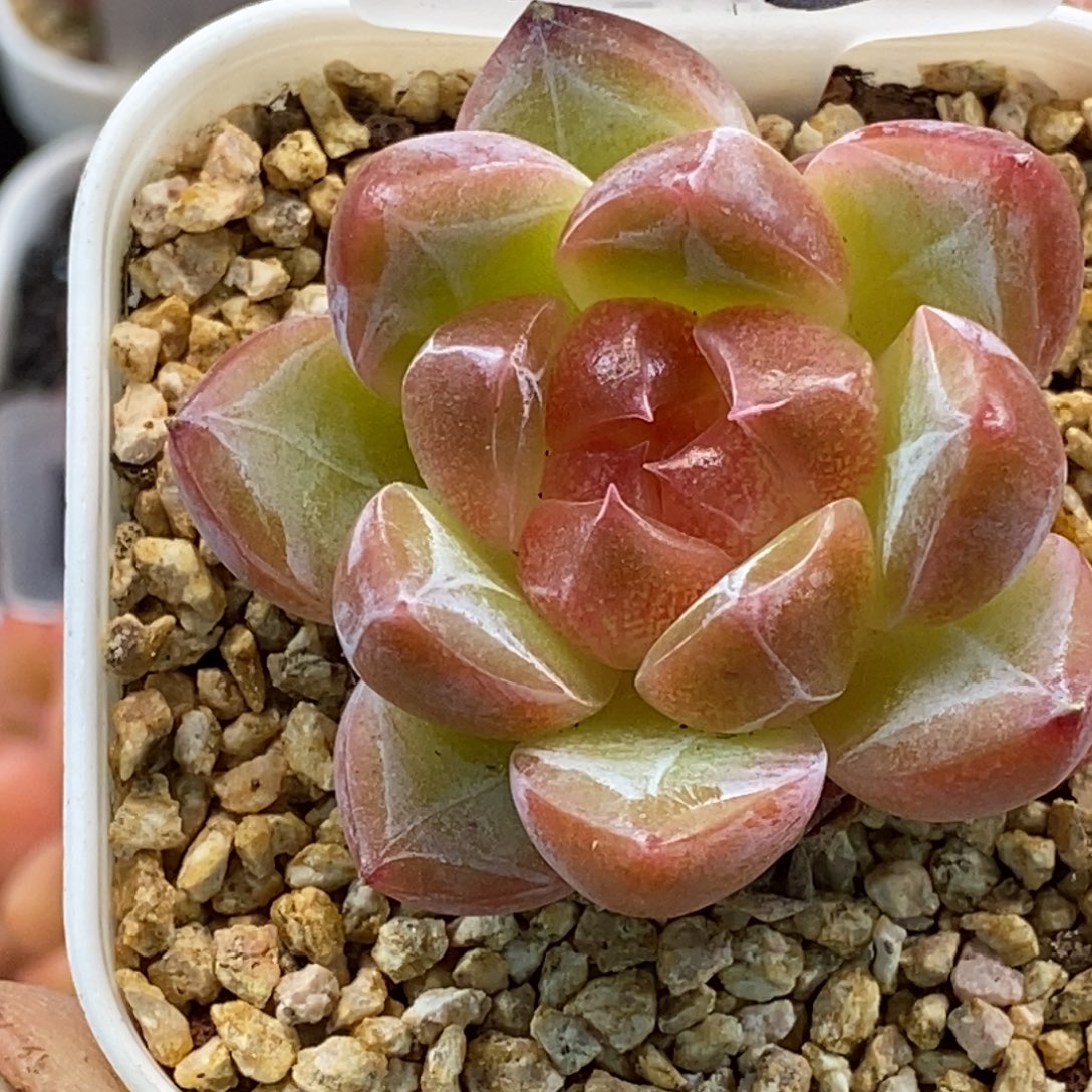 天官赐福百无禁忌