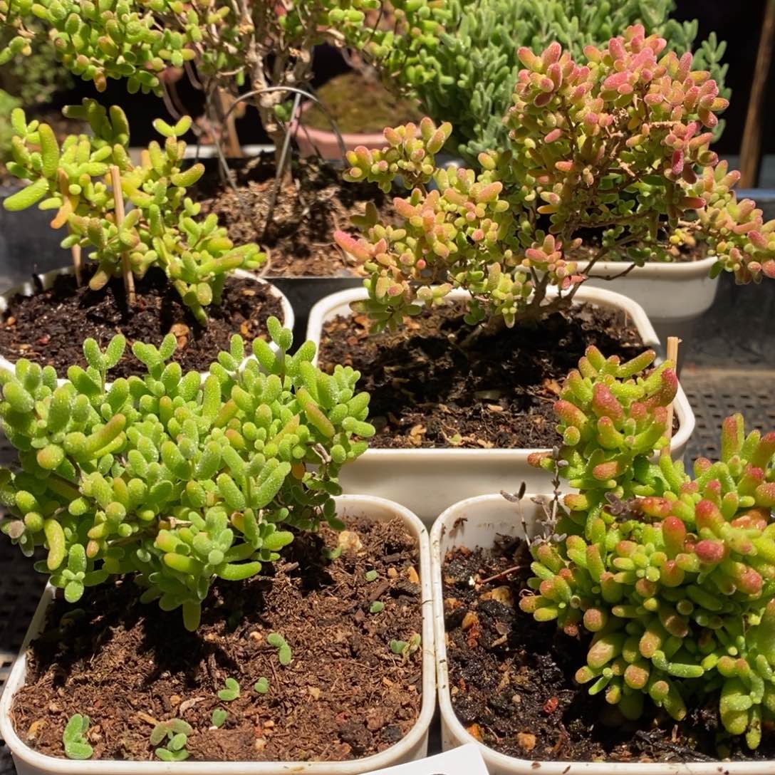 枝干番杏多肉植物163