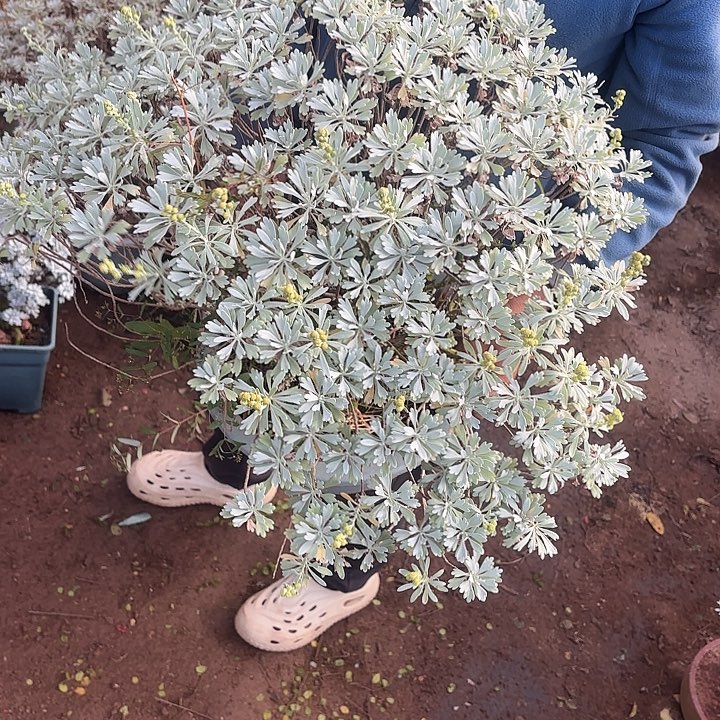 蓝***堂无花朵额带土球发货