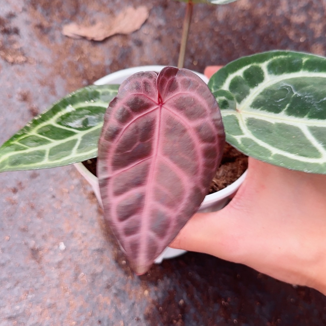 完全开放优选神舞